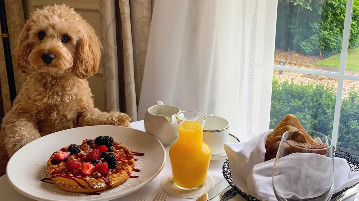 A cheerful breakfast scene featuring a fluffy dog, a plate of pancakes, and a glass of orange juice on a dining table near a window. The image captures an intimate, family-friendly atmosphere, emphasizing pet-friendly, relaxed dining.